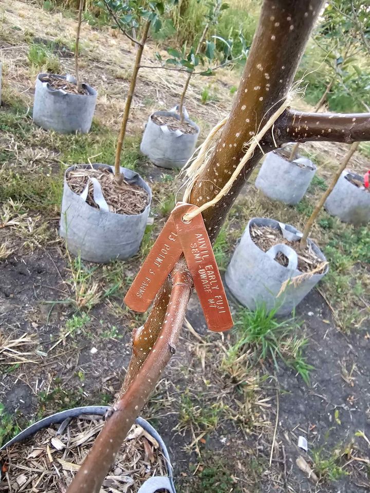 Early Fuji Apple Tree - Ultra Supreme - 10 gallon potted