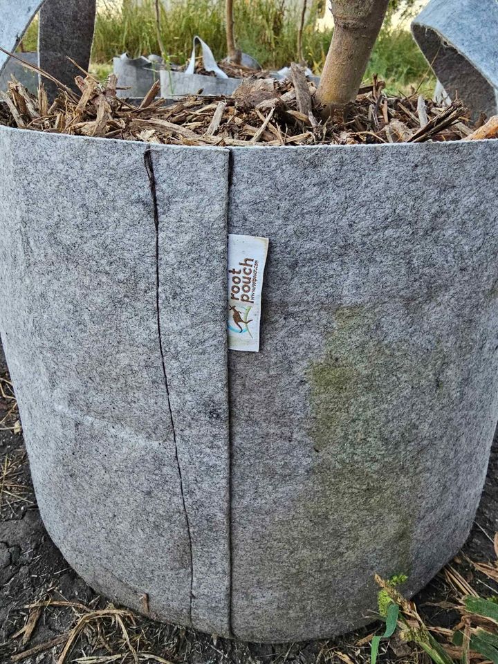 Early Fuji Apple Tree - Ultra Supreme - 10 gallon potted