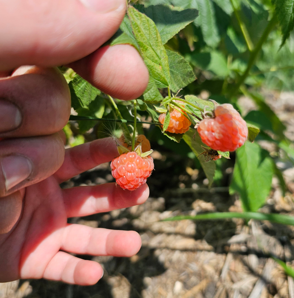 Anne Everbearing Yellow Raspberry - Bare Root (Spring 2025)