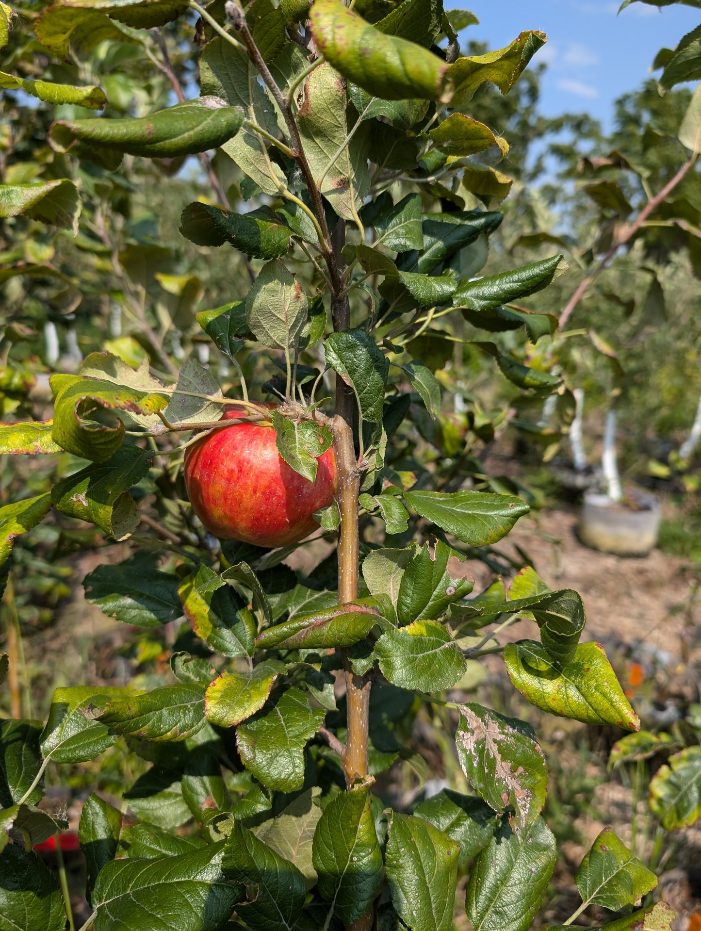 Gale Gala Apple Tree - Ultra Supreme - 10 gallon potted