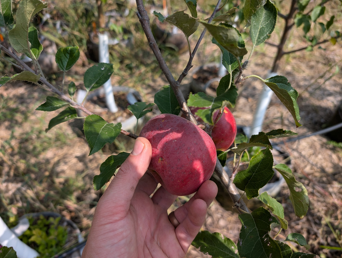 Early Fuji Apple Tree - Ultra Supreme - 10 gallon potted