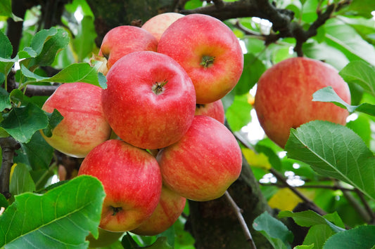 Freedom Apple Tree - 10 Gallon Potted