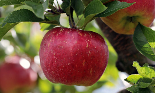 Triumph® Apple Tree - 7 Gallon Potted