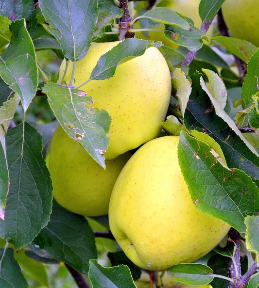 Gibson Golden Apple Tree - 7 Gallon Potted