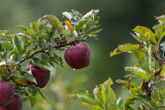 Arkansas Black Apple Tree - 7 Gallon Potted