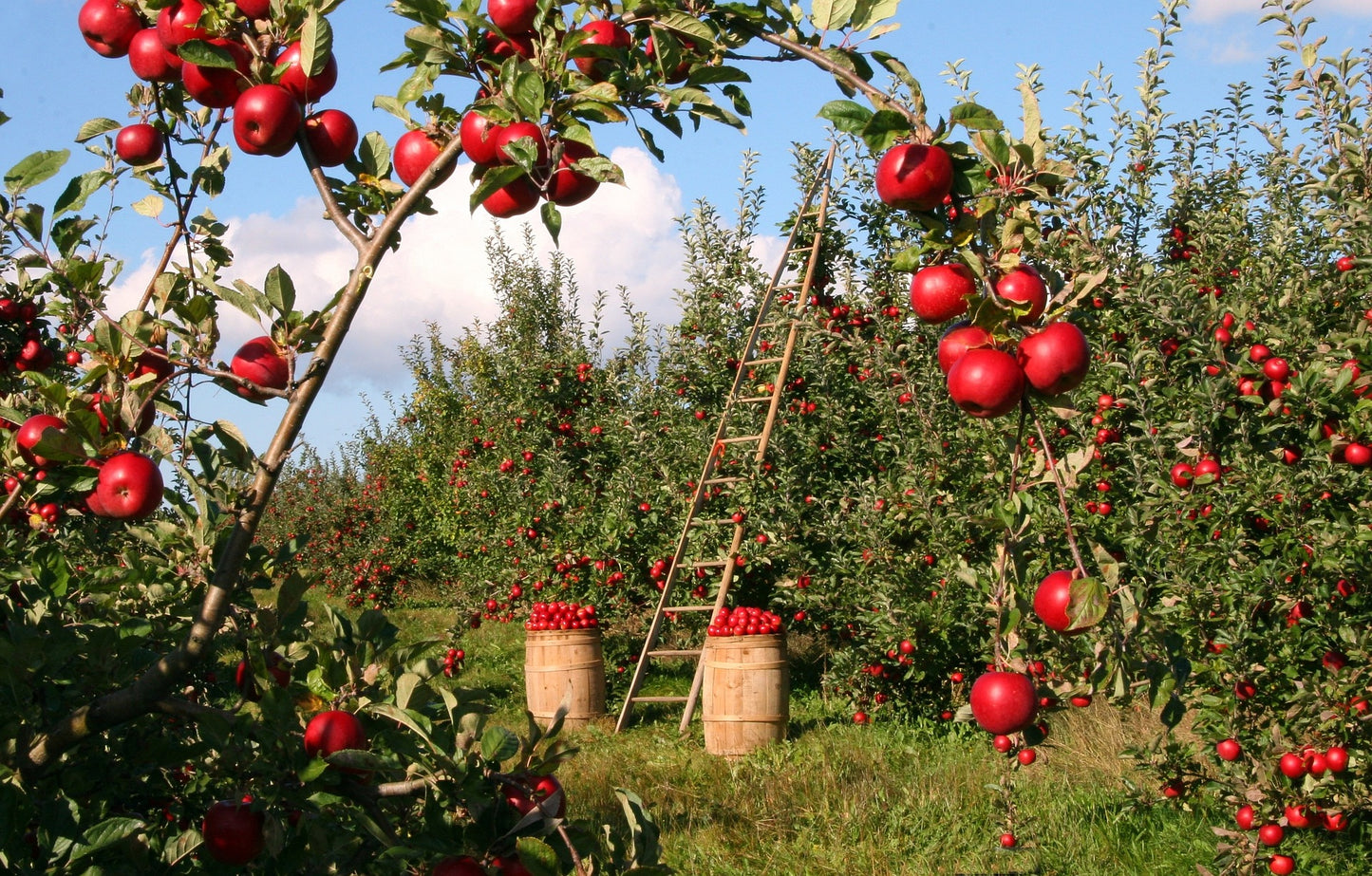 Roseland Red Honeycrisp® Apple Tree - 7 Gallon Potted