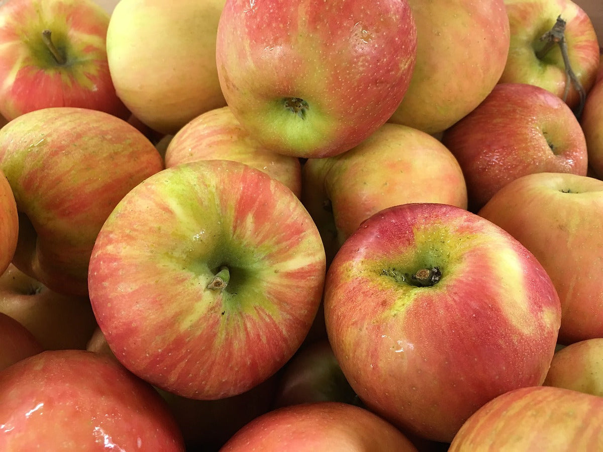 Honeycrisp Apple Tree | Bud 118 (85% Size) - 10 Gallon Potted