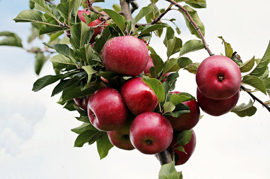 Enterprise Apple Tree (EMLA 111 Rootstock) - 10 Gallon Potted