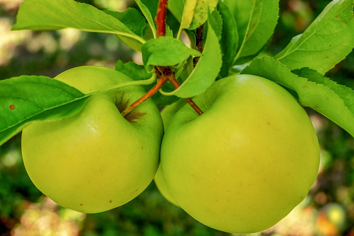 Mosaic® Apple Tree | EMLA 111 (80% Size) - 10 Gallon Potted