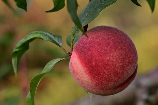 Madison Peach Tree - 7 Gallon Potted