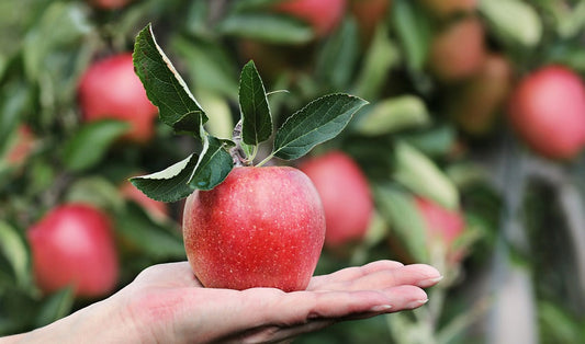 Gale Gala Apple Tree (EMLA 106) - 10 Gallon Potted
