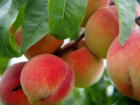 Contender Peach Tree - 7 Gallon Potted