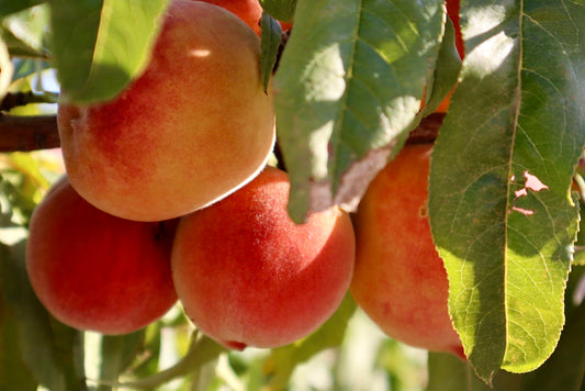 Raritan Rose White Peach Tree - 7 Gallon Potted