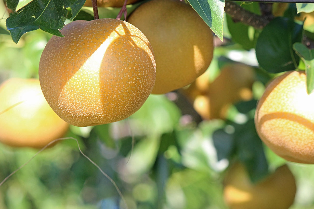 Olympic Asian Pear Tree - Bare Root (Spring 2025)