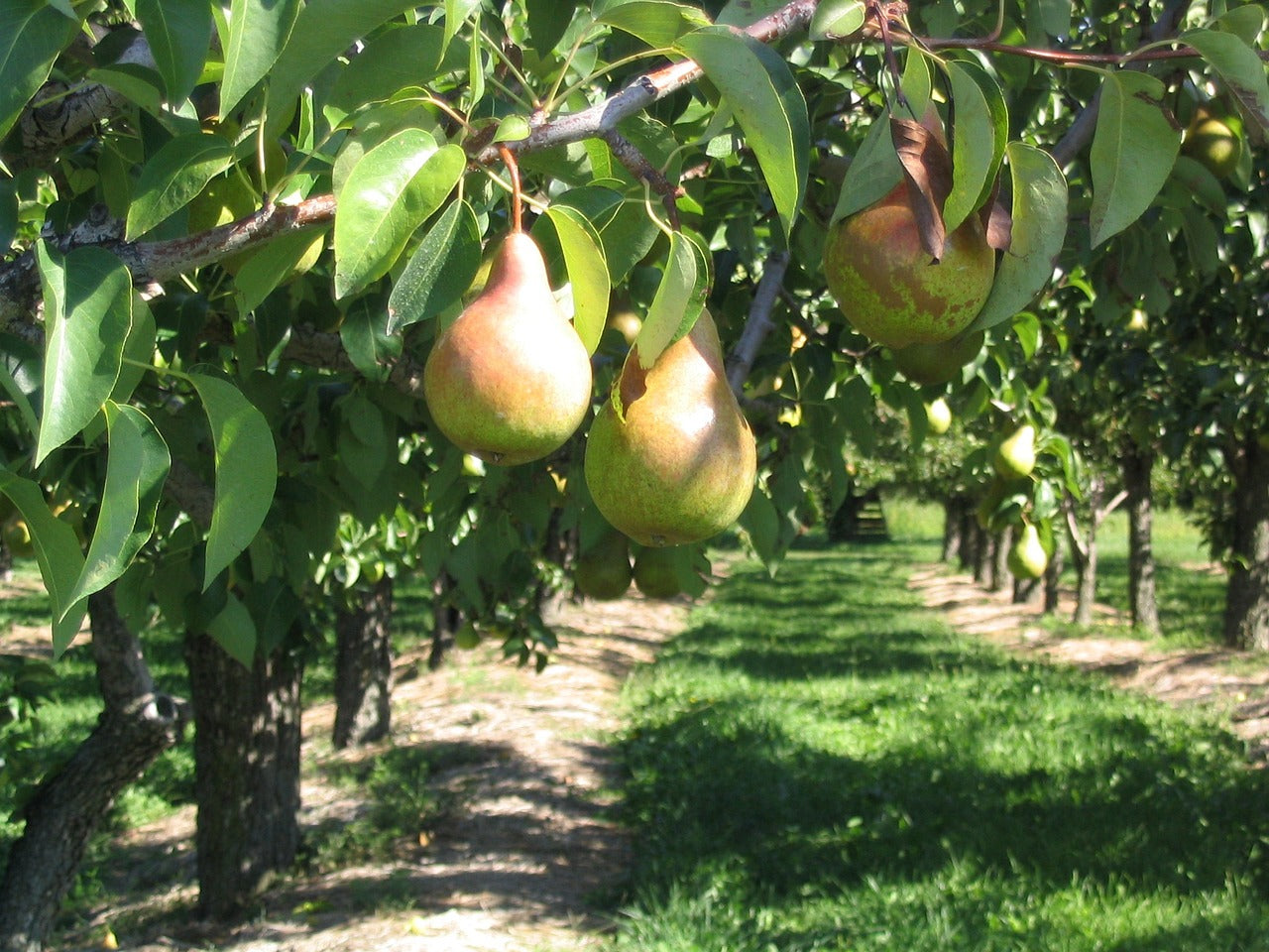 SALE - AC Harrow Crisp Pear Tree (65% Size) - 7 Gallon Potted