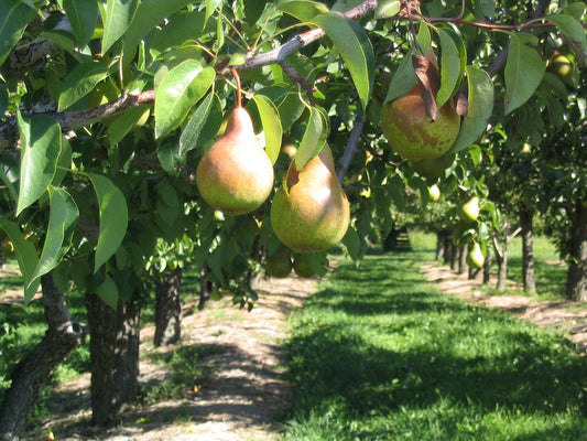 SALE - AC Harrow Crisp Pear Tree (80% Size)- 7 Gallon Potted