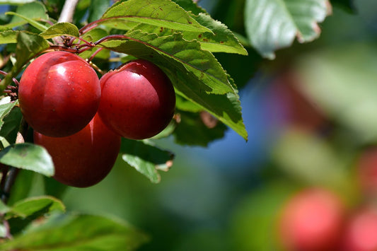 Vanier Japanese Plum - 7 Gallon Potted