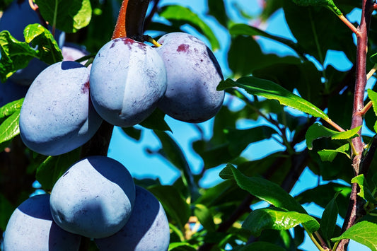 Stanley European Plum - 7 Gallon Potted