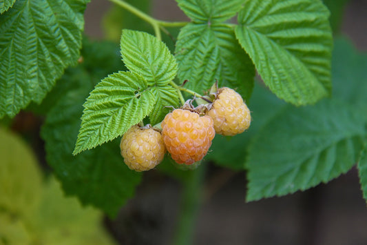 Anne Everbearing Yellow Raspberry - Bare Root (Spring 2025)