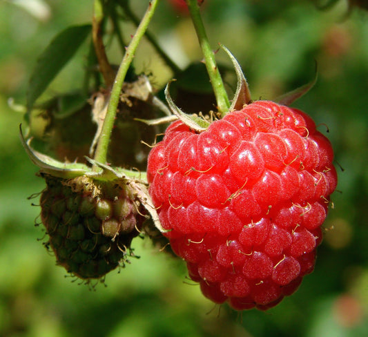 Heritage Everbearing Red Raspberry - Bare Root (Spring 2025)