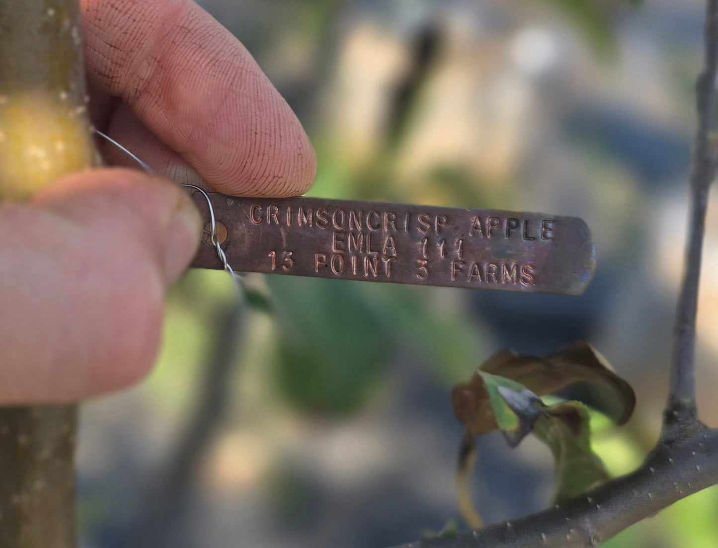CrimsonCrisp® Apple Tree - 7 Gallon Potted