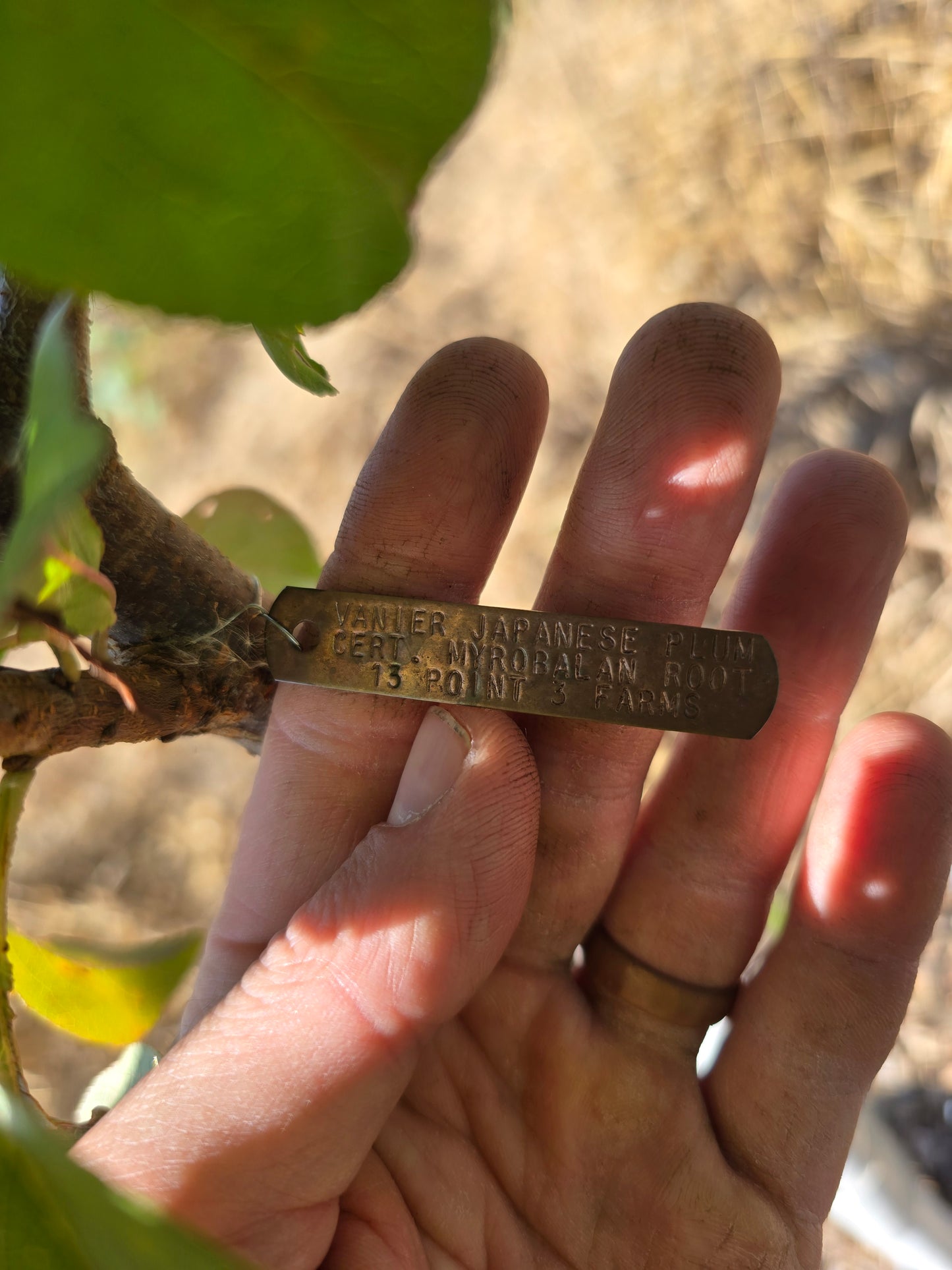 Vanier Japanese Plum - 7 Gallon Potted