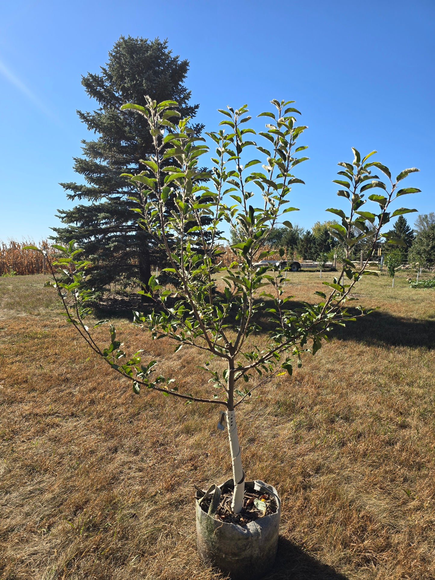 Gale Gala Apple Tree (EMLA 106) - 10 Gallon Potted