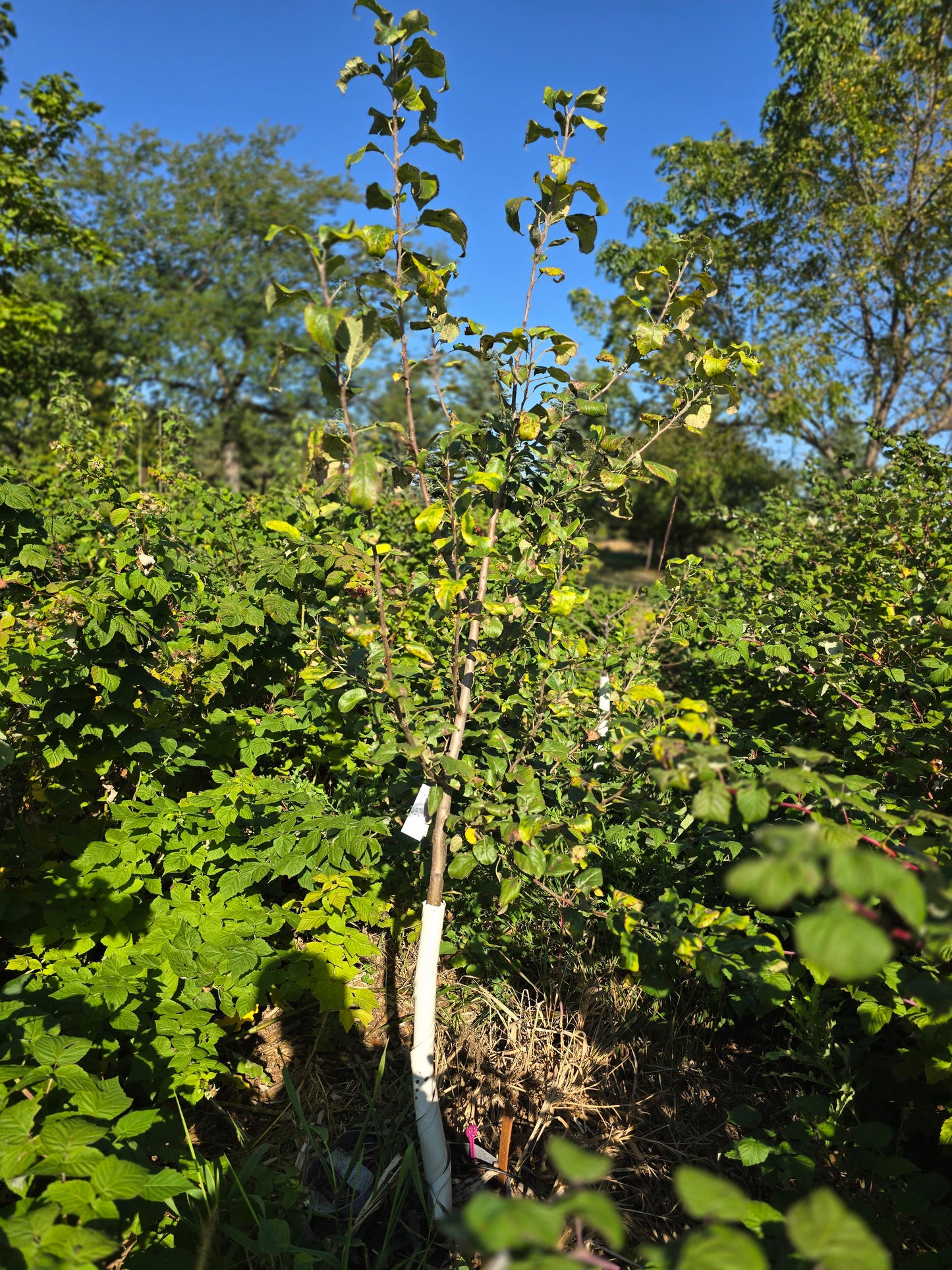 Enterprise Apple Tree (G-890 Rootstock) - 10 Gallon Potted