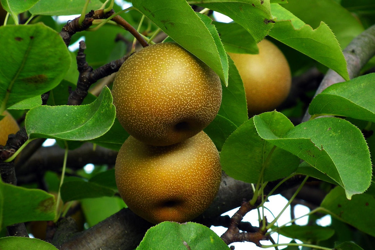 Yoinashi® Asian Pear Tree | Betulaefolia - 10 Gallon Potted