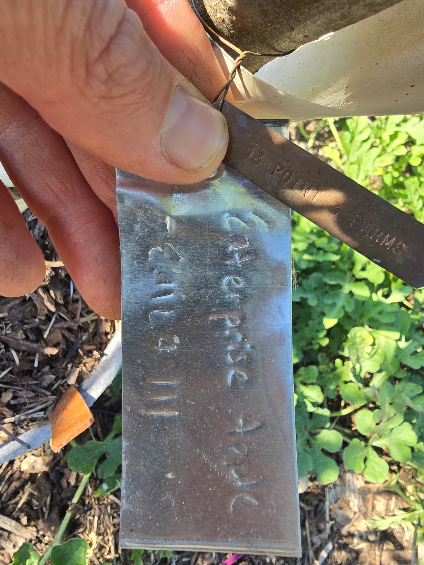 Enterprise Apple Tree (EMLA 111 Rootstock) - 10 Gallon Potted