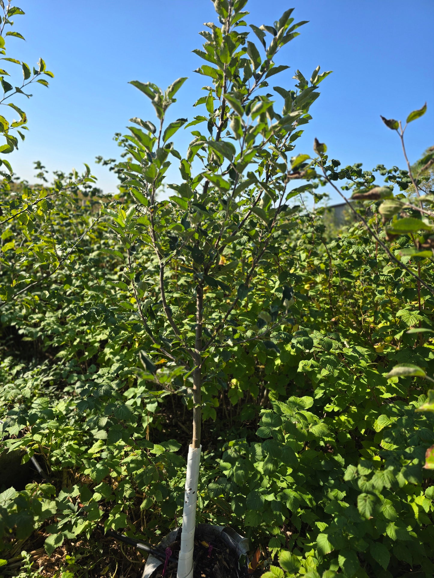 Ambrosia Apple Tree - 10 Gallon Potted