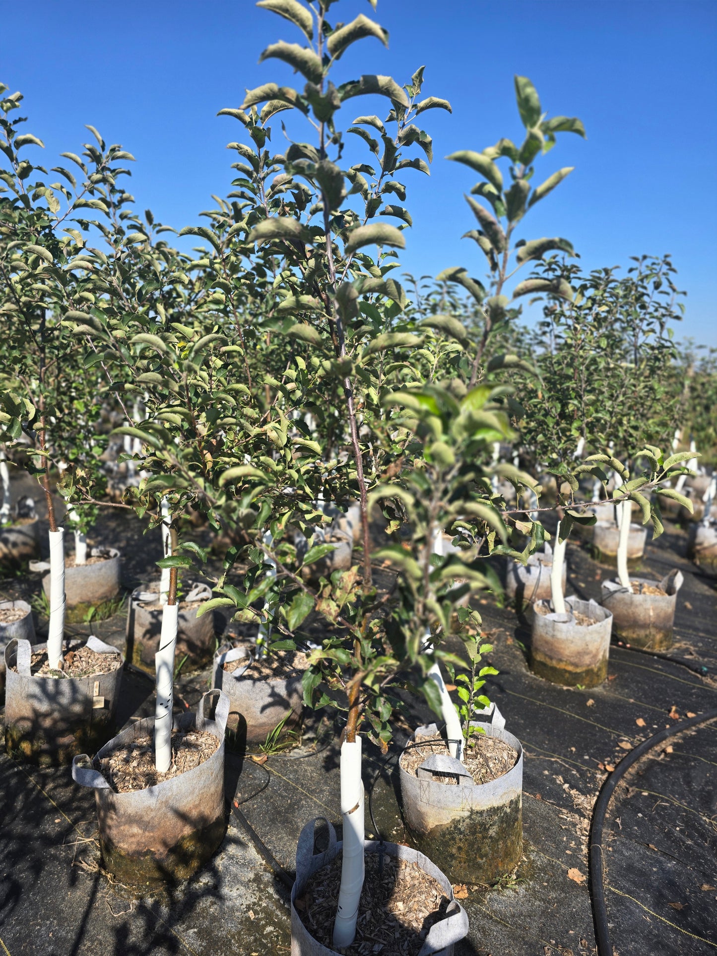GoldRush Apple Tree - 7 Gallon Potted