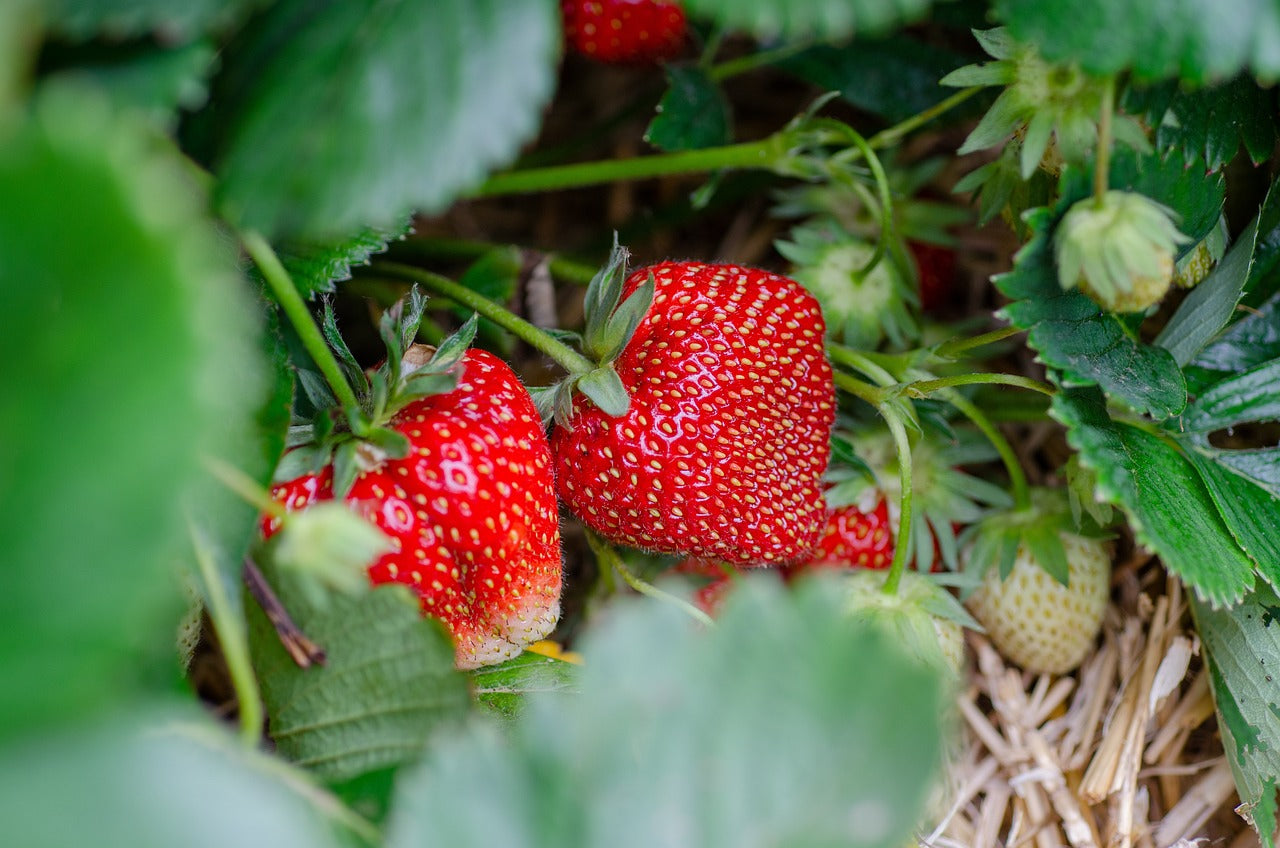 day neutral strawberries seeds Albion Day Neutral Strawberries