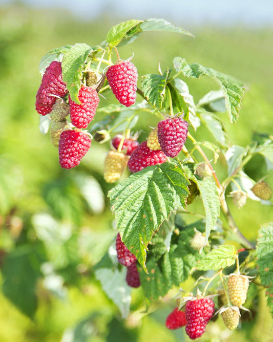 Himbo-Top Everbearing Red Raspberry - Bare Root (Spring 2025)