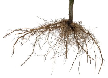 All Bare Root Trees 25' – 13 Point 3 Farms