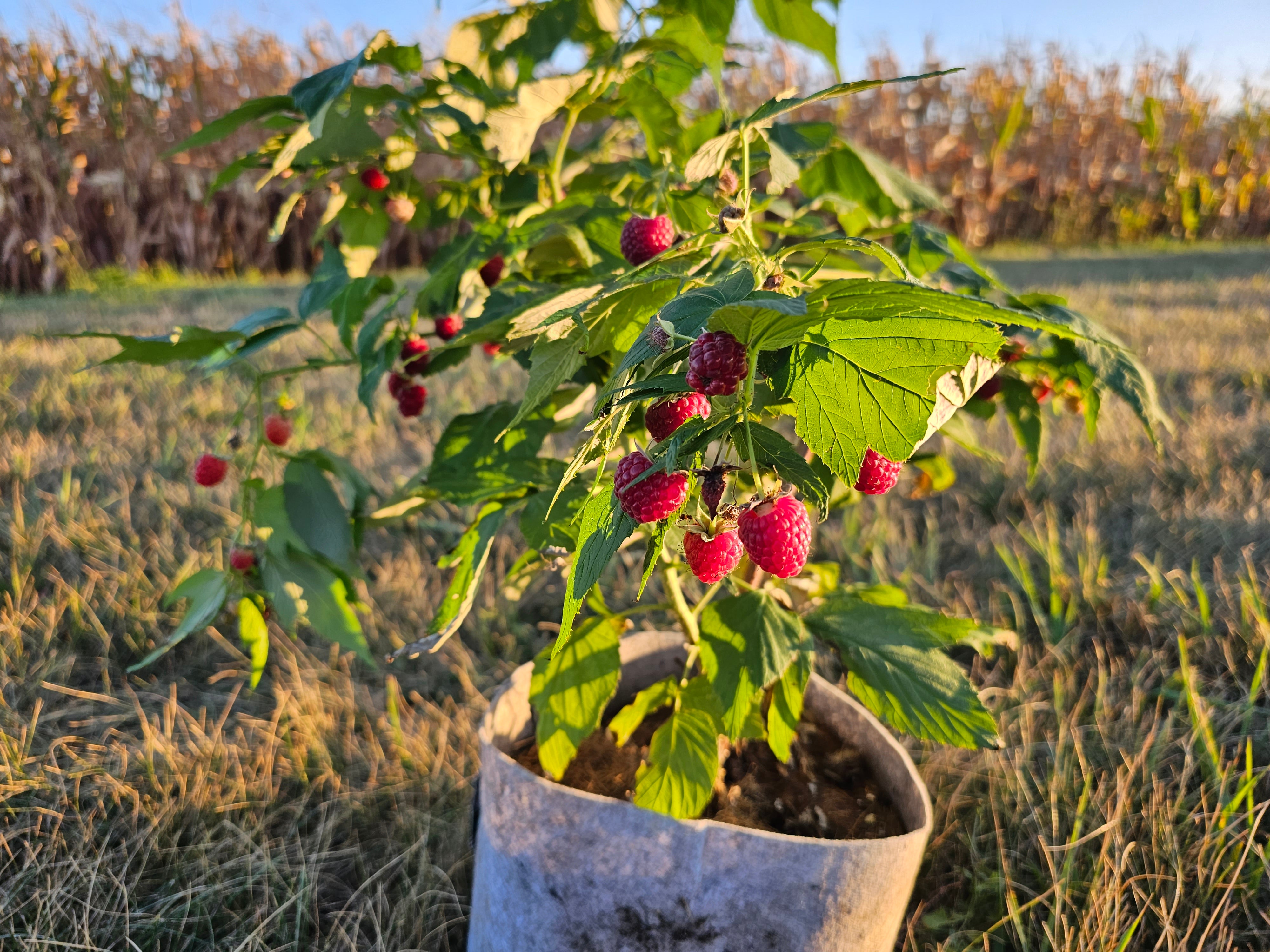 Joan J Red Raspberry 13 Point 3 Farms