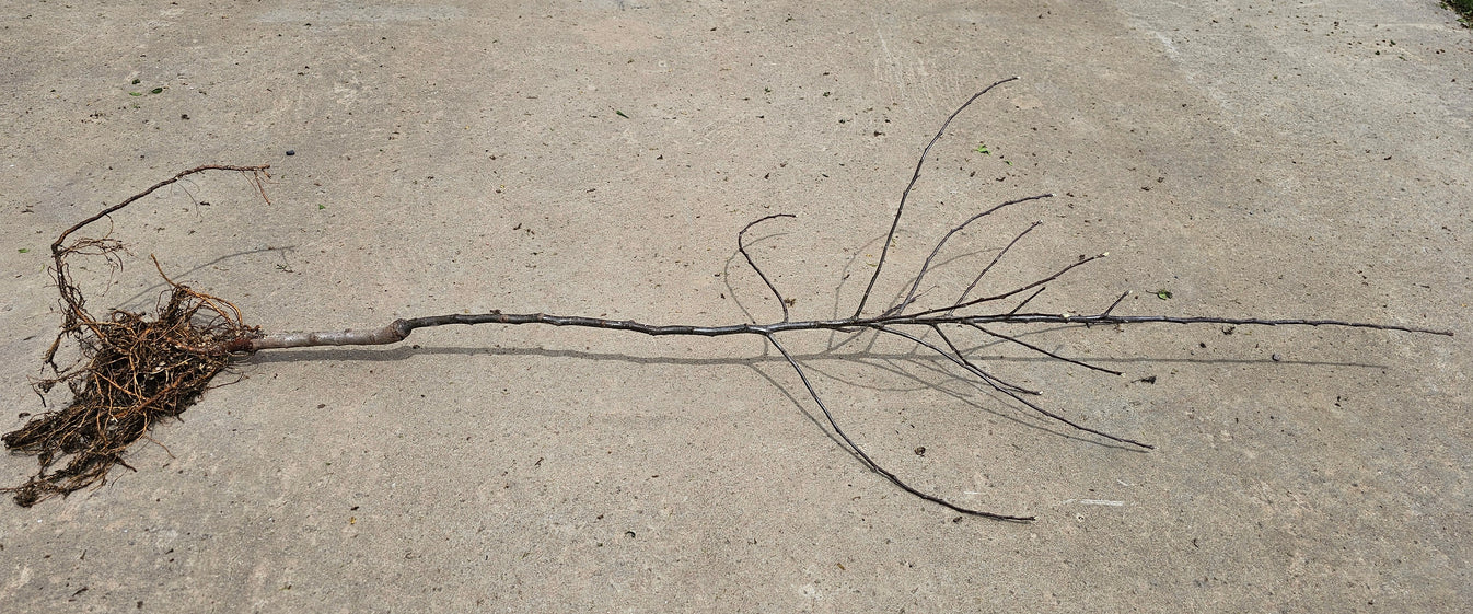 Madison Peach Tree - Bare Root (Spring 2025) – 13 Point 3 Farms