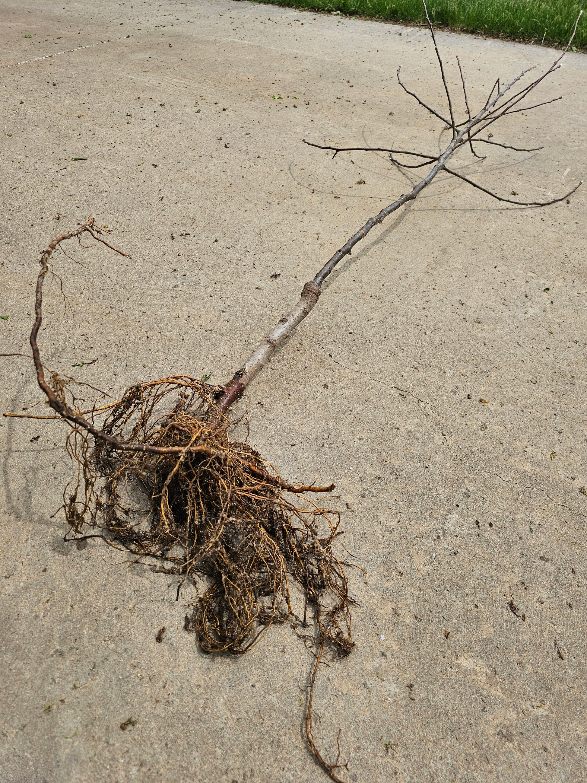 Madison Peach Tree - Bare Root (Spring 2025) – 13 Point 3 Farms