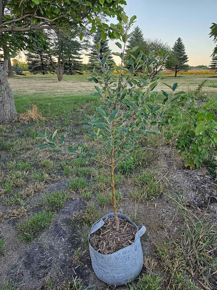 Gale Gala Apple Tree (10 gallon potted)