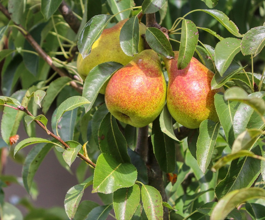 Juicy Jewel Asian Pear Tree - Bare Root (Spring 2025)