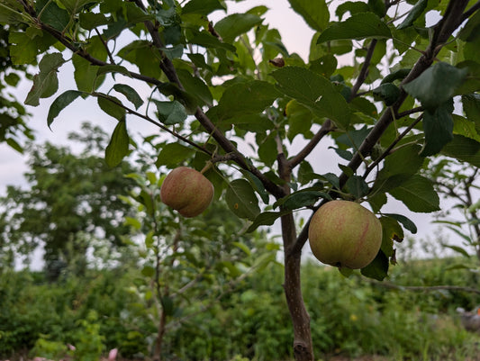 Early Fuji Apple Tree - Ultra Supreme - 10 gallon potted