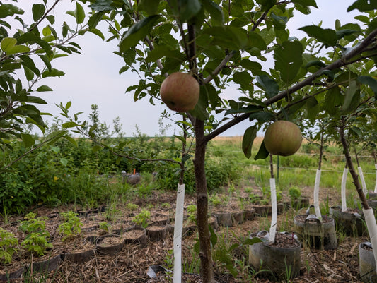 Gale Gala Apple Tree - Ultra Supreme - 10 gallon potted