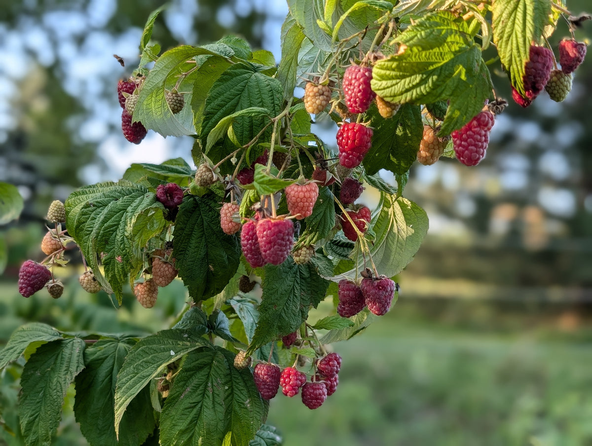 Polinka Raspberry Polana Everbearing Red Raspberry - Bare Root (Spring 2026) – 13 Point 3 ...