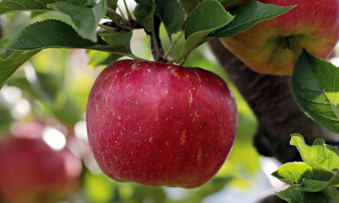 Triumph® Apple Tree | EMLA 111 (80% Size) - Bare Root (Spring 2026 ...