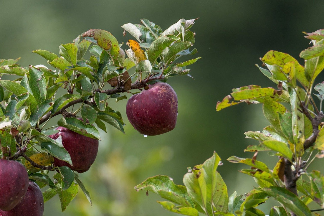 Arkansas Black Apple Tree - 7 Gallon Potted – 13 Point 3 Farms