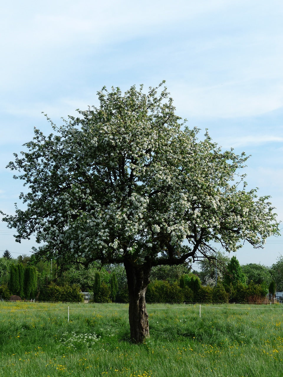 Wildlife Apple Tree Bundle