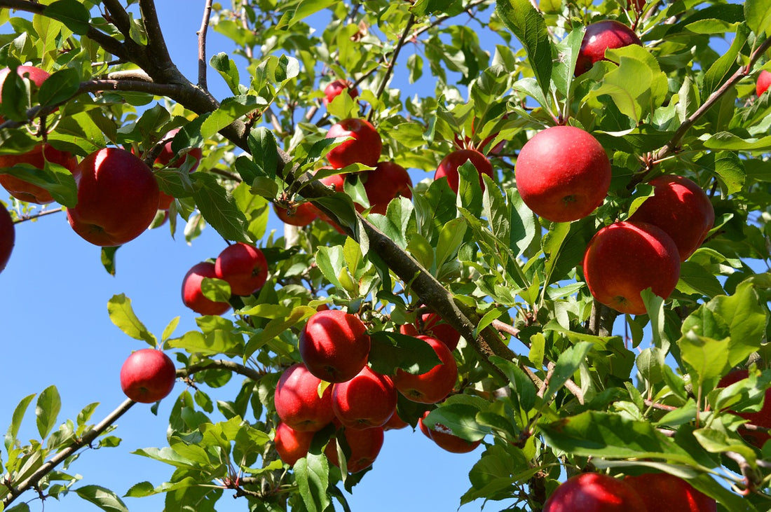 Kudos™ Apple Tree - Bare Root (Spring 2025) – 13 Point 3 Farms