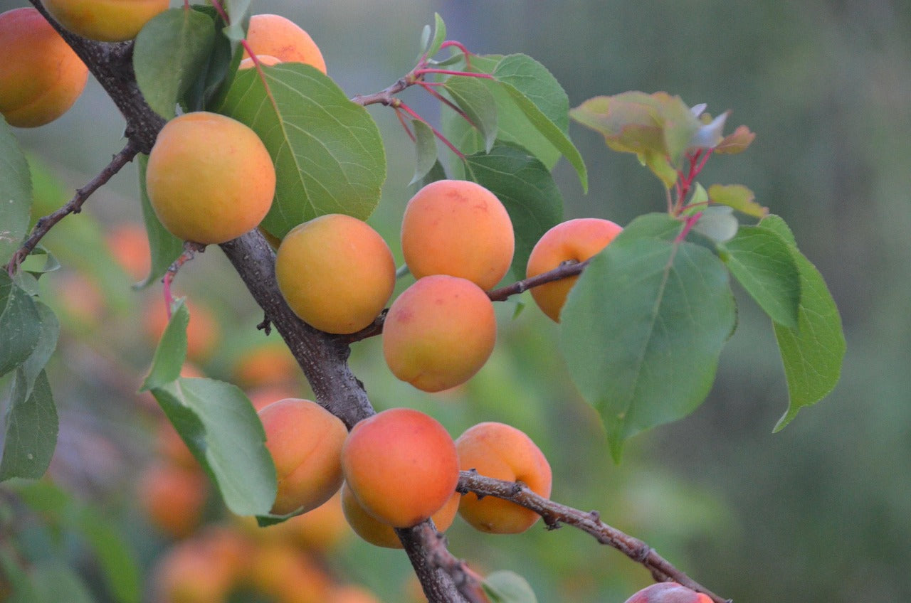 OrangeRed® Apricot Tree | Krymsk® 86 - Bare Root (Spring 2026)