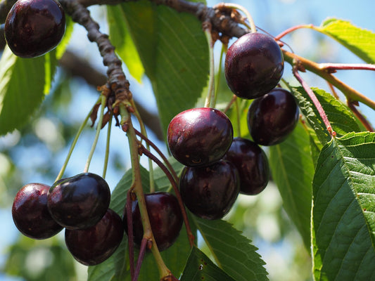 Summit Sweet Cherry Tree - Bare Root (Spring 2025)