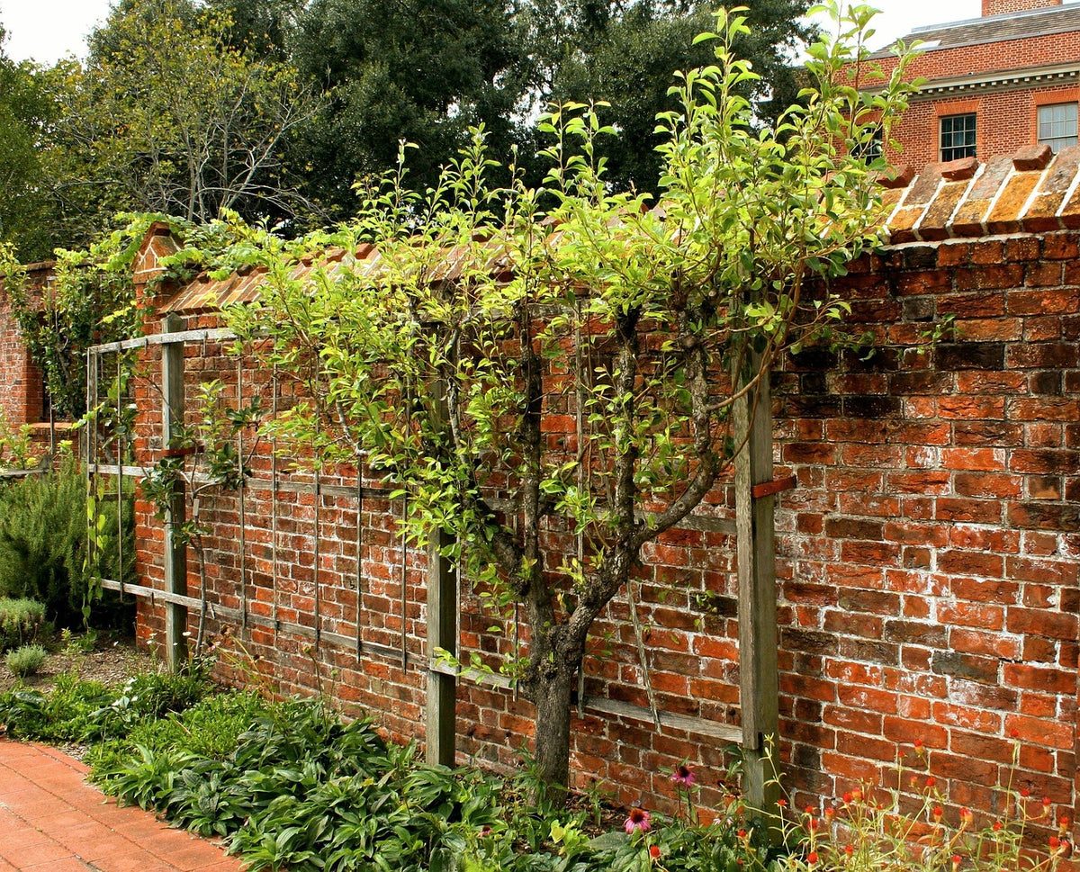 Espalier Special Apple Tree
